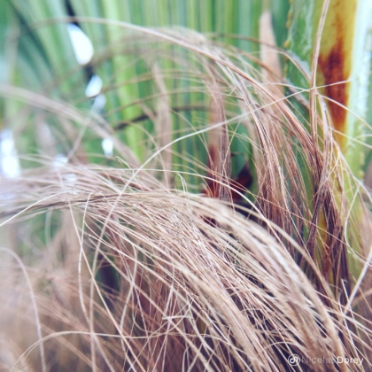 nicolas_dorey_itsy_bitsy_palm_tree_hair nicolas_dorey_itsy_bitsy_palm_tree_hair