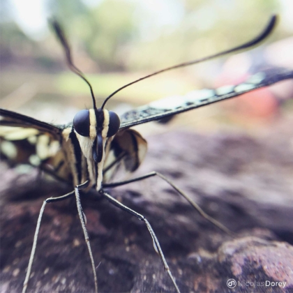 nicolas_dorey_itsy_bitsy_papilio_demodocus nicolas_dorey_itsy_bitsy_papilio_demodocus