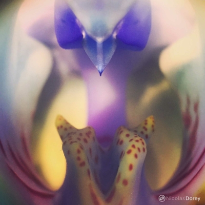 nicolas_dorey_itsy_bitsy_phalaenopsis nicolas_dorey_itsy_bitsy_phalaenopsis