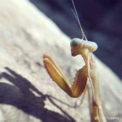 nicolas_dorey_itsy_bitsy_praying_mantis nicolas_dorey_itsy_bitsy_praying_mantis