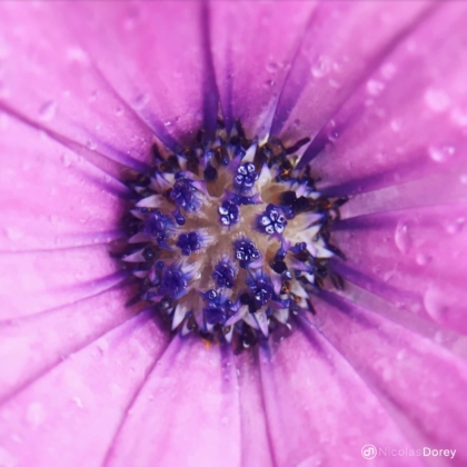 nicolas_dorey_itsy_bitsy_purplicious nicolas_dorey_itsy_bitsy_purplicious