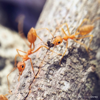nicolas_dorey_itsy_bitsy_red_weaver_ants_01 nicolas_dorey_itsy_bitsy_red_weaver_ants_01