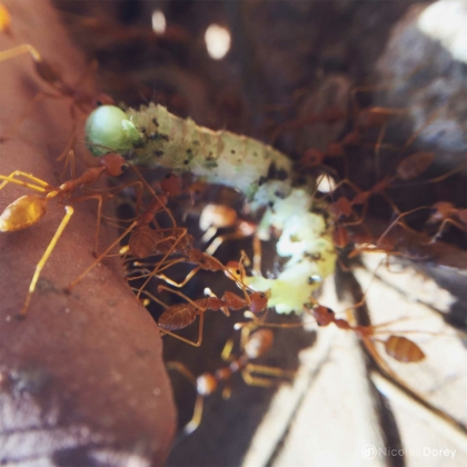 nicolas_dorey_itsy_bitsy_red_weaver_ants_02 nicolas_dorey_itsy_bitsy_red_weaver_ants_02