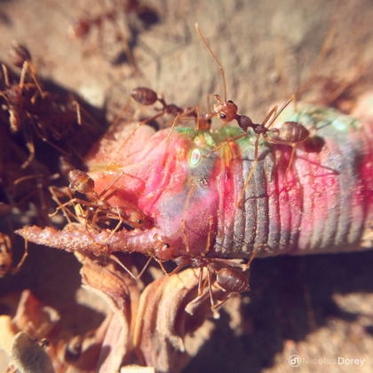 nicolas_dorey_itsy_bitsy_red_weaver_ants_03 nicolas_dorey_itsy_bitsy_red_weaver_ants_03