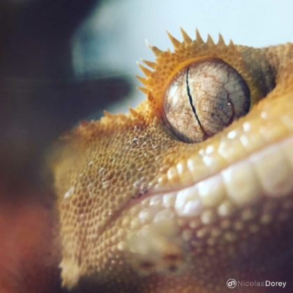 nicolas_dorey_itsy_bitsy_rhadodactylus_ciliatus nicolas_dorey_itsy_bitsy_rhadodactylus_ciliatus