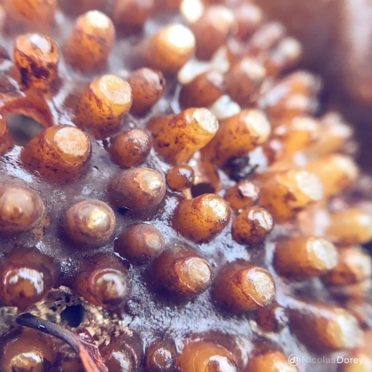 nicolas_dorey_itsy_bitsy_saccorhiza_polyschides_holdfast nicolas_dorey_itsy_bitsy_saccorhiza_polyschides_holdfast
