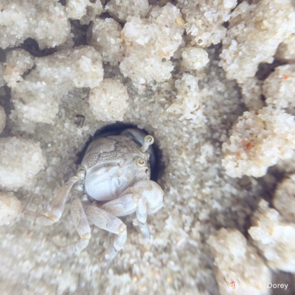nicolas_dorey_itsy_bitsy_sand_bubbler_crab nicolas_dorey_itsy_bitsy_sand_bubbler_crab
