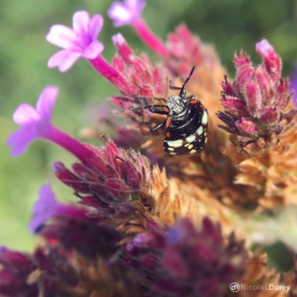nicolas_dorey_itsy_bitsy_southern_green_sting_bug nicolas_dorey_itsy_bitsy_southern_green_sting_bug