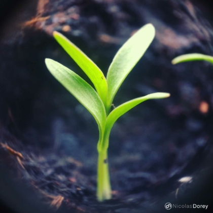 nicolas_dorey_itsy_bitsy_sprouting_cilandro nicolas_dorey_itsy_bitsy_sprouting_cilandro