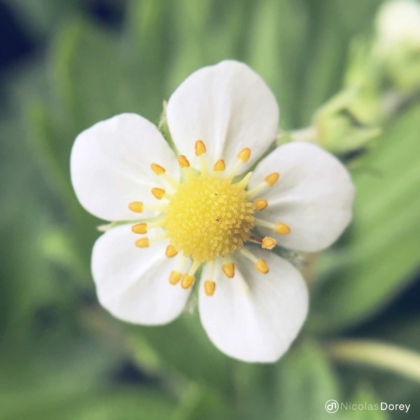 nicolas_dorey_itsy_bitsy_strawberry_flower nicolas_dorey_itsy_bitsy_strawberry_flower