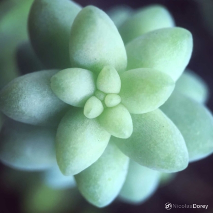 nicolas_dorey_itsy_bitsy_succulentes nicolas_dorey_itsy_bitsy_succulentes