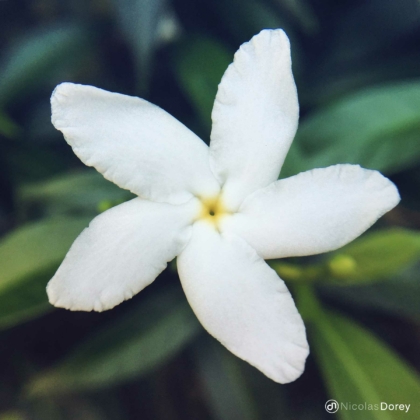 nicolas_dorey_itsy_bitsy_tabarnaemontana_divaricata nicolas_dorey_itsy_bitsy_tabarnaemontana_divaricata