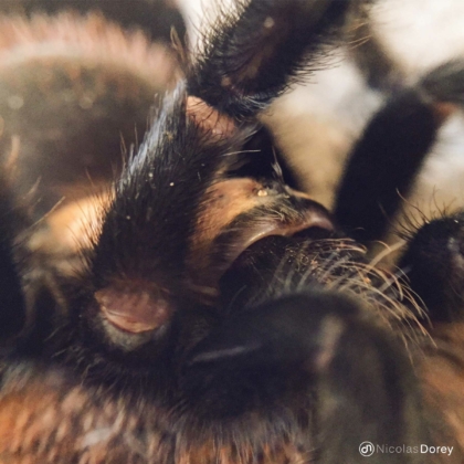 nicolas_dorey_itsy_bitsy_tarantula nicolas_dorey_itsy_bitsy_tarantula