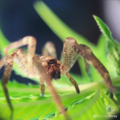 nicolas_dorey_itsy_bitsy_tegenaria nicolas_dorey_itsy_bitsy_tegenaria