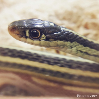 nicolas_dorey_itsy_bitsy_thamnophis_sirtalis nicolas_dorey_itsy_bitsy_thamnophis_sirtalis
