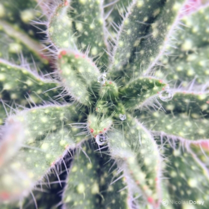 nicolas_dorey_itsy_bitsy_thistles nicolas_dorey_itsy_bitsy_thistles