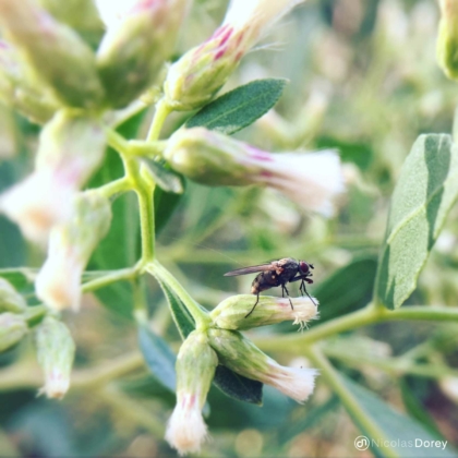 nicolas_dorey_itsy_bitsy_tiny_fly nicolas_dorey_itsy_bitsy_tiny_fly