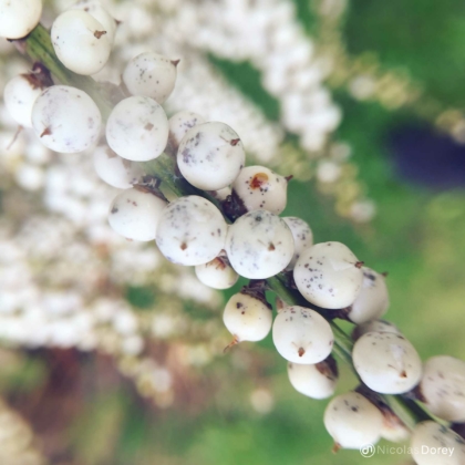 nicolas_dorey_itsy_bitsy_trachycarpus_fortunei_fruits nicolas_dorey_itsy_bitsy_trachycarpus_fortunei_fruits