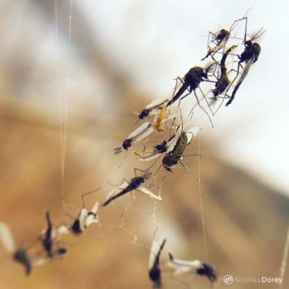 nicolas_dorey_itsy_bitsy_trapped_mosquitoes nicolas_dorey_itsy_bitsy_trapped_mosquitoes