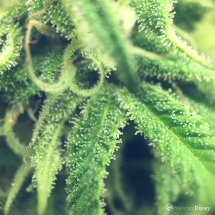 nicolas_dorey_itsy_bitsy_trichomes nicolas_dorey_itsy_bitsy_trichomes