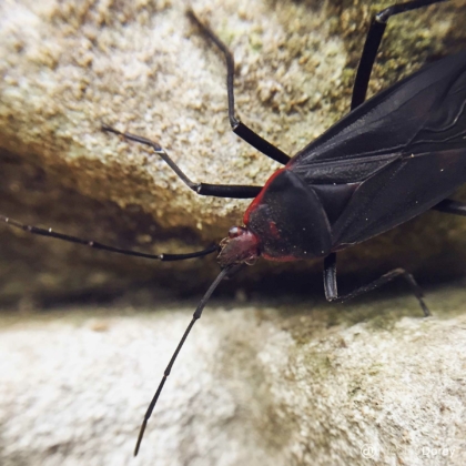 nicolas_dorey_itsy_bitsy_true_bug_hemiptera_01 nicolas_dorey_itsy_bitsy_true_bug_hemiptera_01