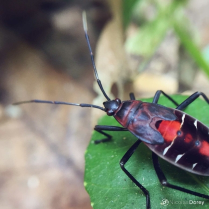 nicolas_dorey_itsy_bitsy_true_bug_hemiptera_02 nicolas_dorey_itsy_bitsy_true_bug_hemiptera_02