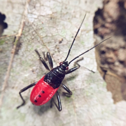 nicolas_dorey_itsy_bitsy_true_bug_hemiptera_03 nicolas_dorey_itsy_bitsy_true_bug_hemiptera_03