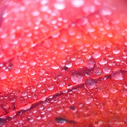 nicolas_dorey_itsy_bitsy_water_droplets_01 nicolas_dorey_itsy_bitsy_water_droplets_01