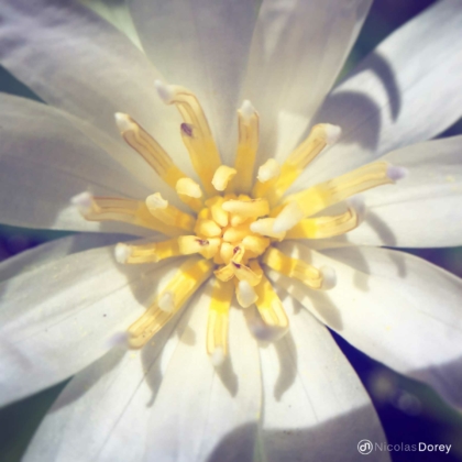 nicolas_dorey_itsy_bitsy_white_lotus nicolas_dorey_itsy_bitsy_white_lotus