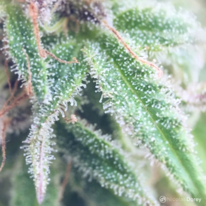 nicolas_dorey_itsy_bitsy_white_trichomes_02 nicolas_dorey_itsy_bitsy_white_trichomes_02