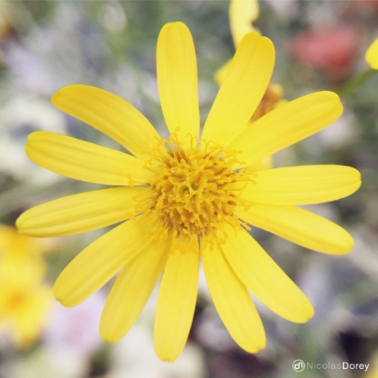 nicolas_dorey_itsy_bitsy_yellow nicolas_dorey_itsy_bitsy_yellow