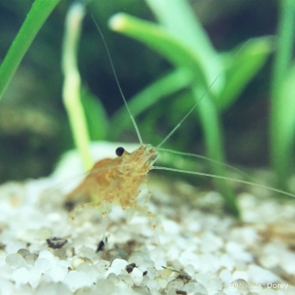nicolas_dorey_itsy_bitsy_yellow_neocaridina nicolas_dorey_itsy_bitsy_yellow_neocaridina