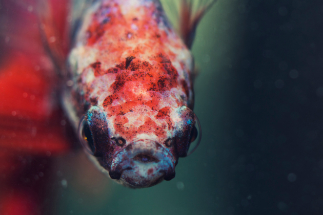 nicolas_dorey_marcel