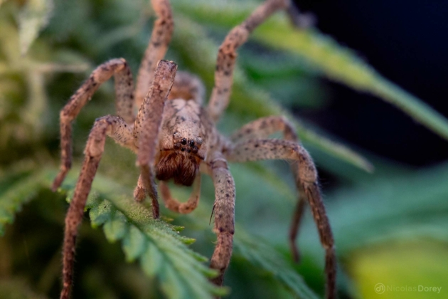 nicolas_dorey_tegenaria