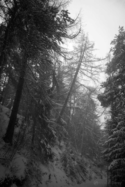 nicolas_dorey_timber